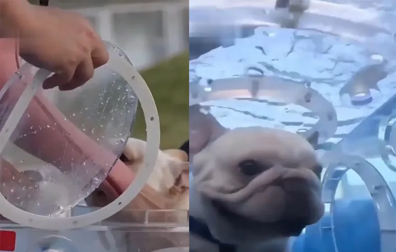 
        Дайвинг для&nbsp;домашних животных в&nbsp;Китае    