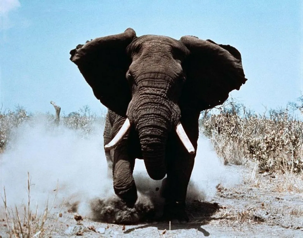 
        &laquo;Зуми-психоз&raquo;: вот&nbsp;что&nbsp;будет, если долго не&nbsp;обращать внимания на&nbsp;питомца    