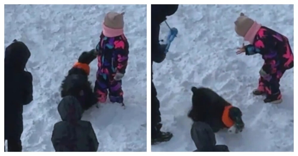 Озорной пёс навёл суету
Озорной пёс навёл суету