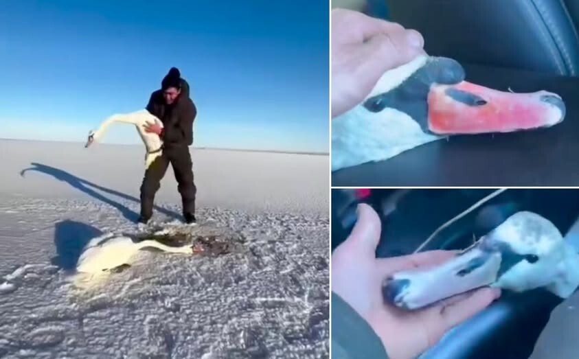 В Казахстане мужчина спас влюблённую пару лебедей от смерти в замёрзшем озере
В Казахстане мужчина спас влюблённую пару лебедей от смерти в замёрзшем озере