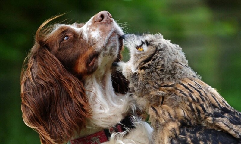 
        20&nbsp;примеров неожиданной, но&nbsp;искренней и&nbsp;крепкой дружбы    