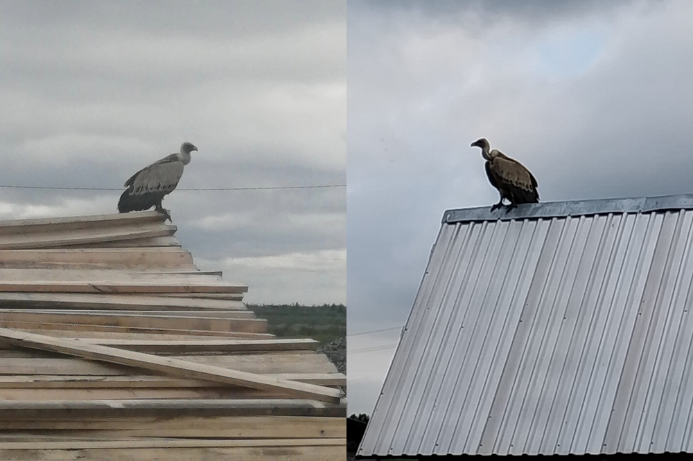 
        Как&nbsp;северное сияние влияет на&nbsp;поведение животных?    
