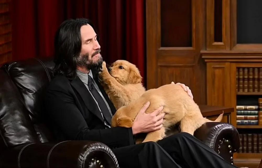 Киану Ривз открыл крупнейший в мире бесплатный приют для кошек и собак
Киану Ривз открыл крупнейший в мире бесплатный приют для кошек и собак