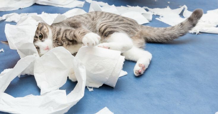 
        27&nbsp;меховых диверсантов, организовавших дома рулонный апокалипсис    