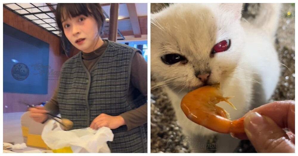 
        Китаянка с&nbsp;социальной тревожностью спасла 120&nbsp;кошек, собирая остатки еды&nbsp;со&nbsp;свадеб    