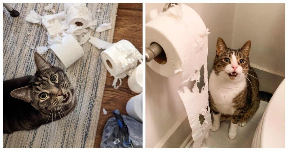 
        27&nbsp;меховых диверсантов, организовавших дома рулонный апокалипсис    