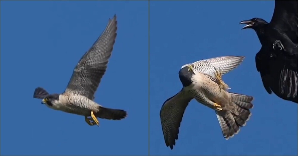 Сапсан: мастер аэродинамики в мире пернатых хищников
Сапсан: мастер аэродинамики в мире пернатых хищников