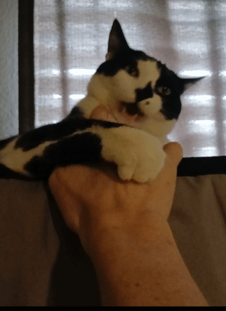 
        25&nbsp;вдохновляющих пушистых помощников, которые властвуют в&nbsp;домах и&nbsp;сердцах    