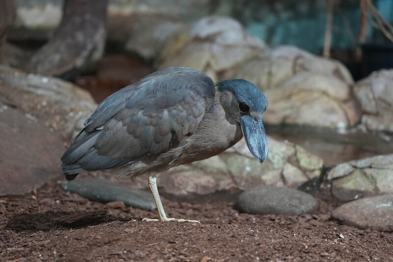 
        Московский зоопарк установил мировой рекорд по&nbsp;числу представленных видов животных    