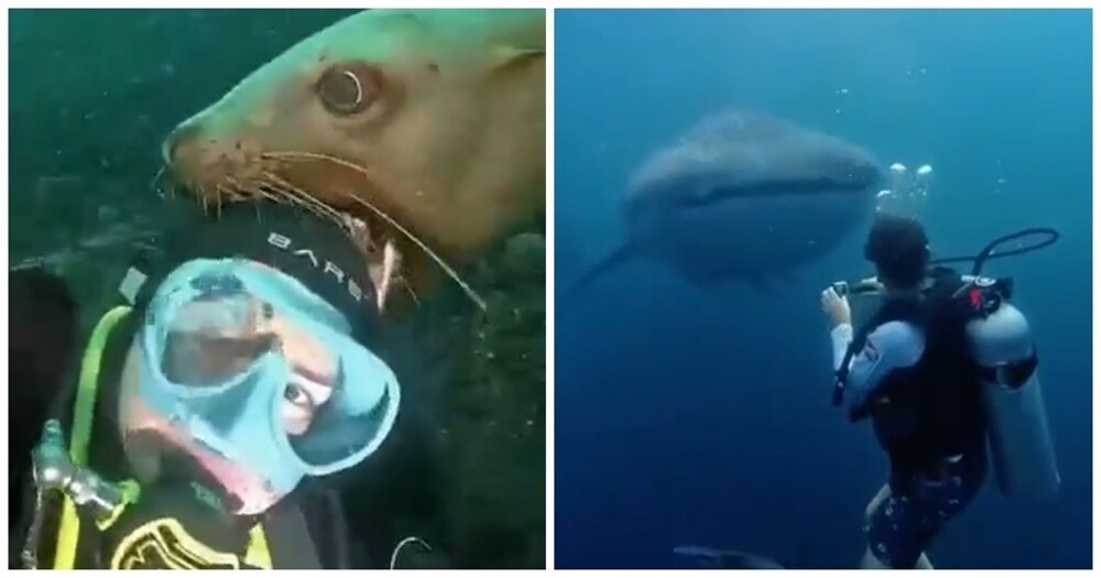 
        Суровые и&nbsp;не&nbsp;очень обитатели морей и&nbsp;океанов    