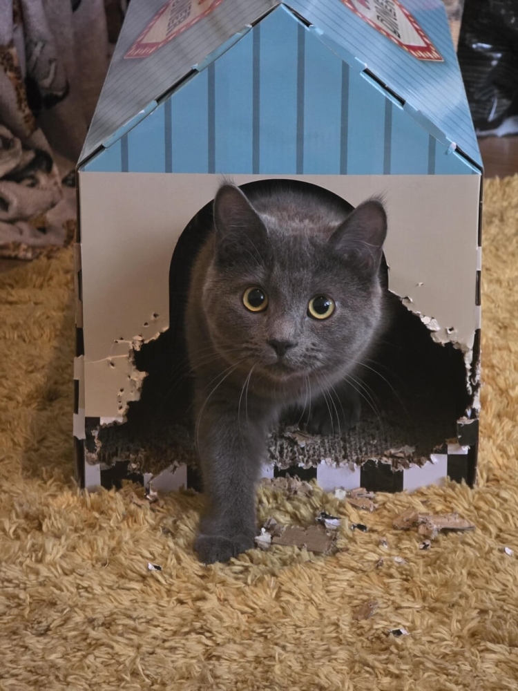 25 котиков, которые следят за дедлайнами и настроением
25 котиков, которые следят за дедлайнами и настроением