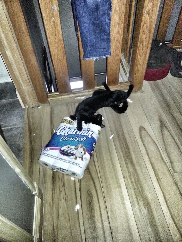 
        20&nbsp;примеров занятий котиков, считающих, что&nbsp;их&nbsp;никто не&nbsp;видит    