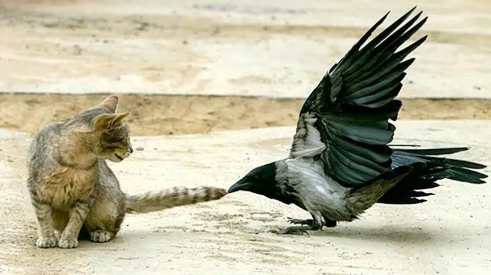 
        Никогда не&nbsp;переходи дорогу вороне. Она&nbsp;будет мстить всю&nbsp;жизнь!    