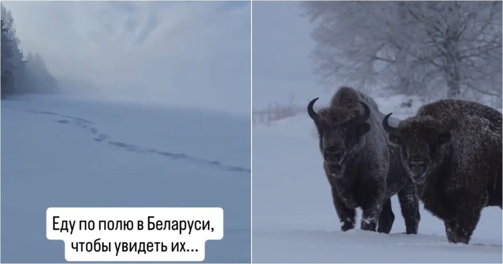 
        Встреча с&nbsp;зубрами среди полей Беларуси    