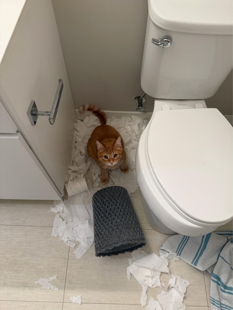 
        20&nbsp;примеров занятий котиков, считающих, что&nbsp;их&nbsp;никто не&nbsp;видит    