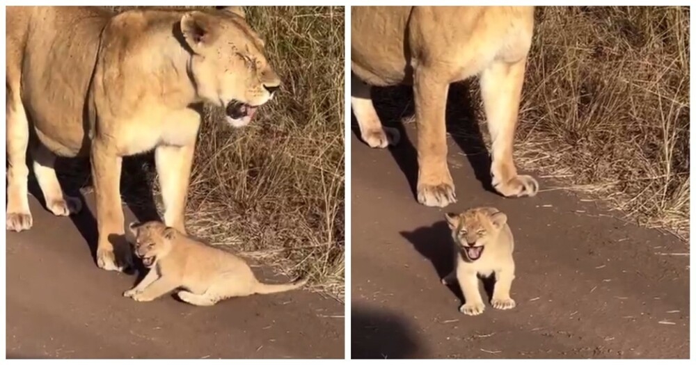 
        Львенок учится рычать    