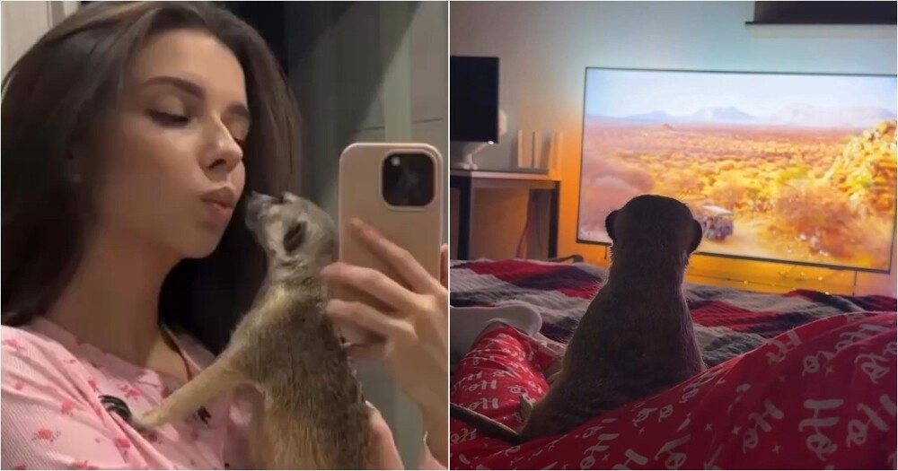 
        Домашний сурикат увидел по&nbsp;телевизору Африку, и&nbsp;его&nbsp;реакция тронула пользователей    