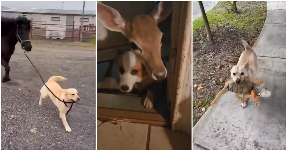 
        Собаки и&nbsp;их&nbsp;новые друзья    