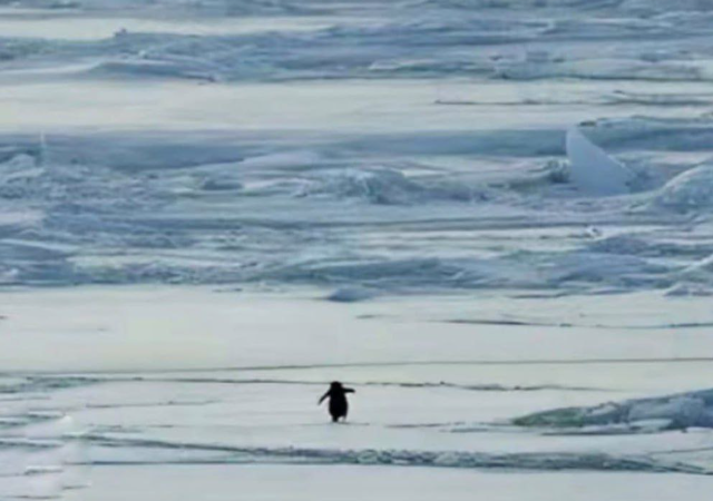 Пингвин-нигилист, который понял жизнь (6 фото + 2 видео) Пингвин-нигилист, который понял жизнь (6 фото + 2 видео)