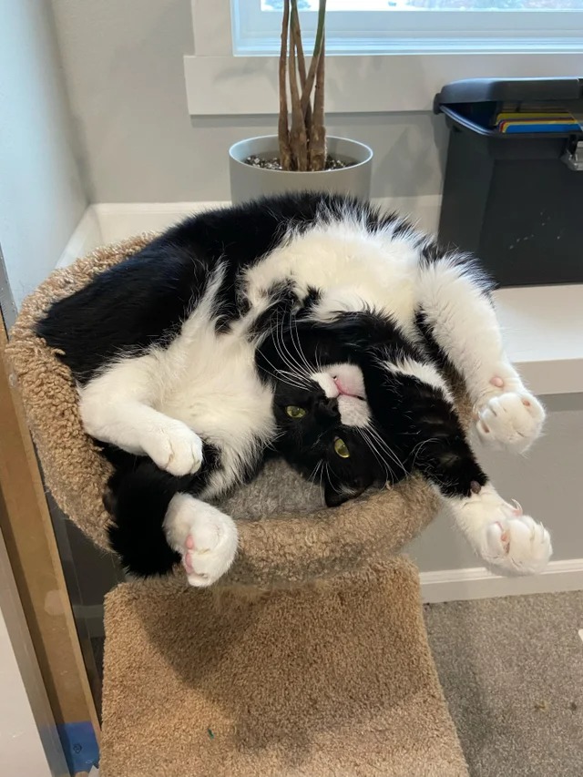 Подборка фотографий со смешными котами (22 фото)