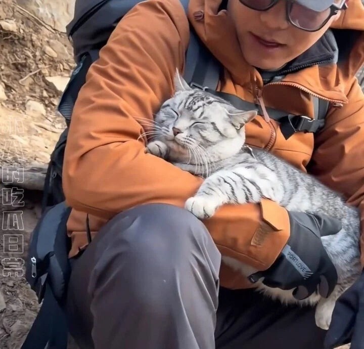 
        Кошка, которая не&nbsp;нуждается в&nbsp;спасении, обманывает добряков    