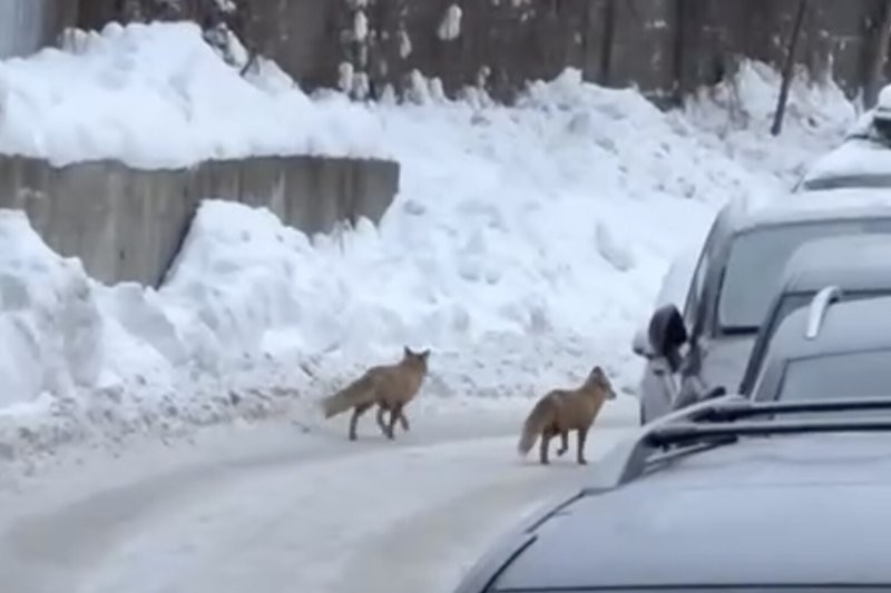 Двух лис заметили в одном из районов Москвы
Двух лис заметили в одном из районов Москвы