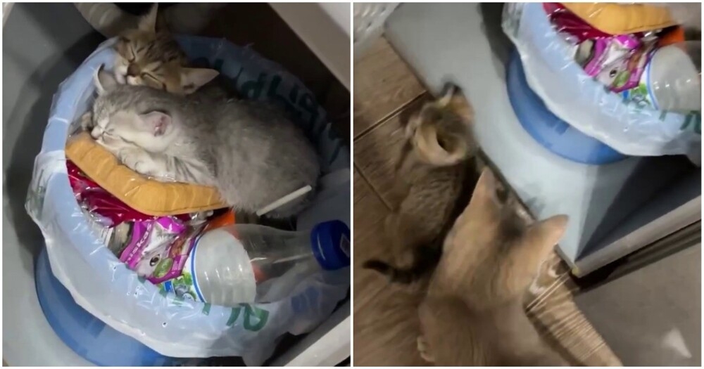 
        Котята спят на&nbsp;ведре с&nbsp;мусором    