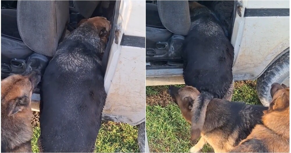 
        Николаевич, поднажми: как&nbsp;пёс&nbsp;пытался залезть в&nbsp;машину    