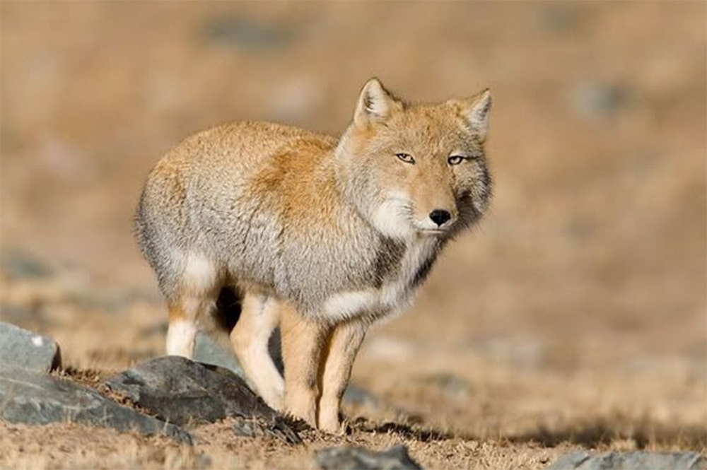 
        Как&nbsp;квадратноголовые лисы кошмарят тибетскую фауну    