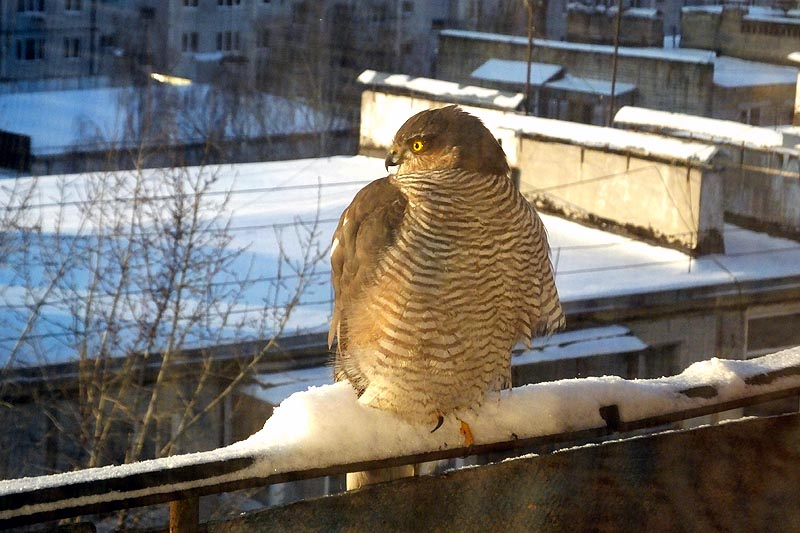 Ястреб-перепелятник: грозный маленький хищник
Ястреб-перепелятник: грозный маленький хищник