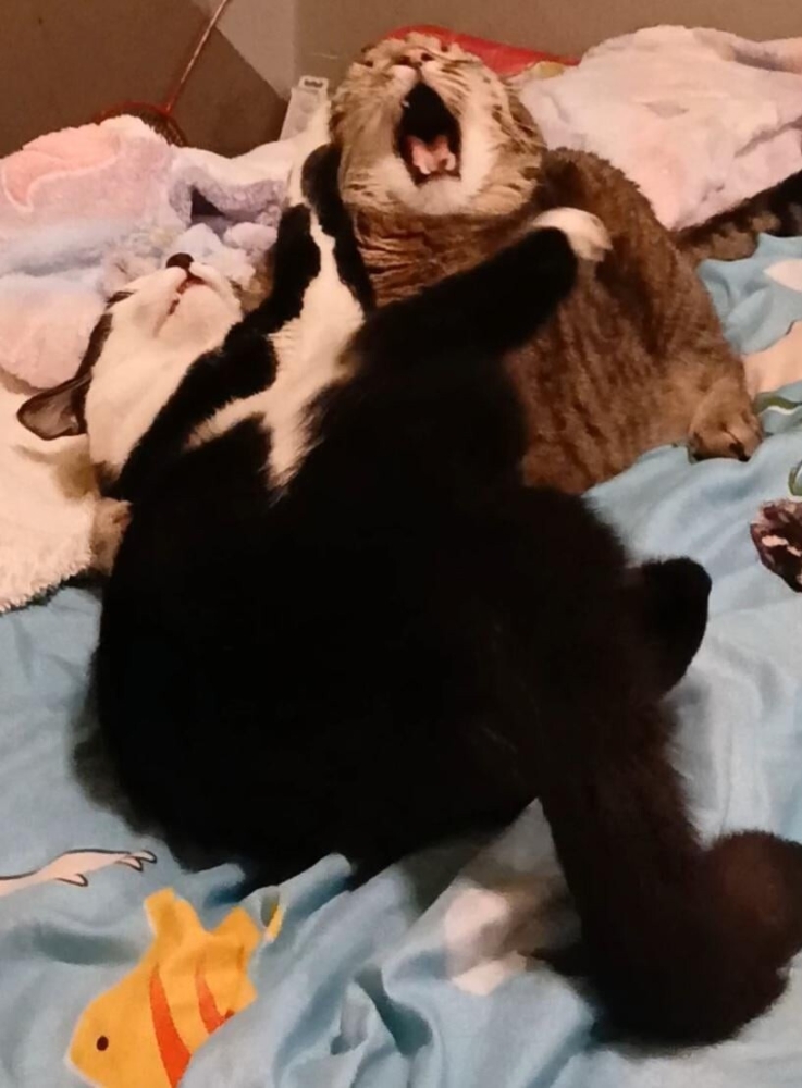 
        20&nbsp;примеров занятий котиков, считающих, что&nbsp;их&nbsp;никто не&nbsp;видит    