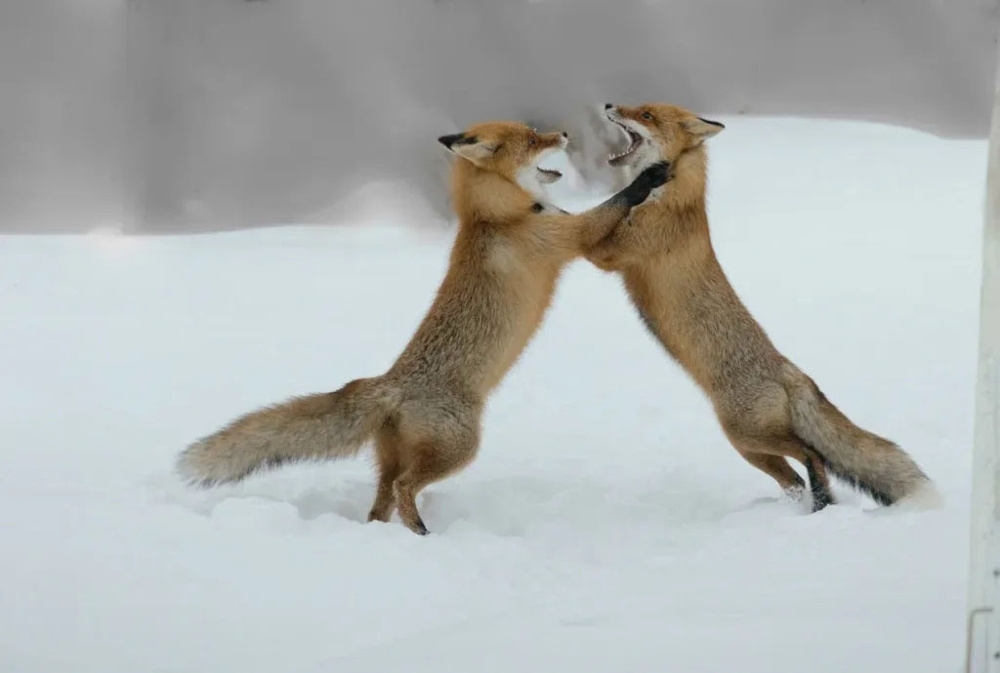 
        Зачем лисы открывают рты&nbsp;и&nbsp;встают на&nbsp;задние лапы, когда ссорятся    