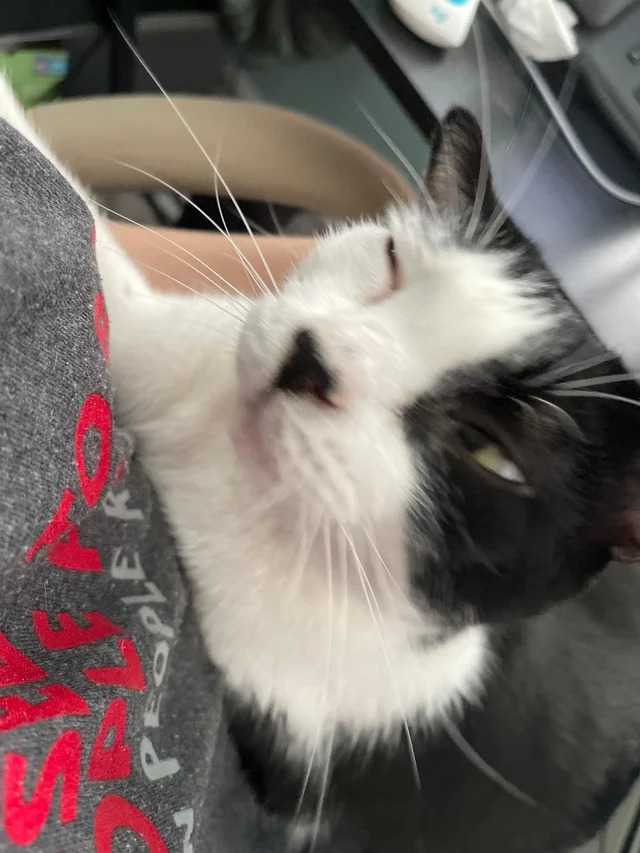 Подборка фотографий со смешными котами (22 фото)