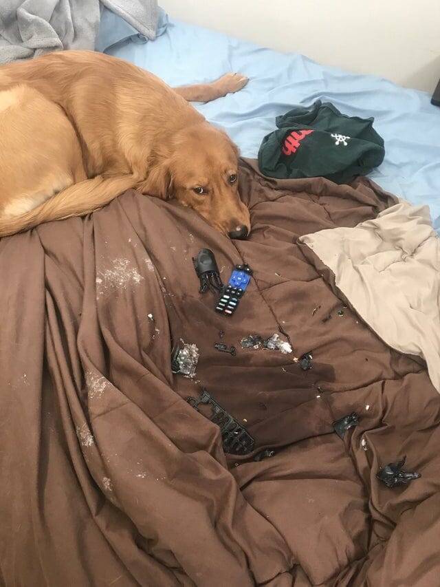 18 животных, которые перешли все границы дозволенного
18 животных, которые перешли все границы дозволенного