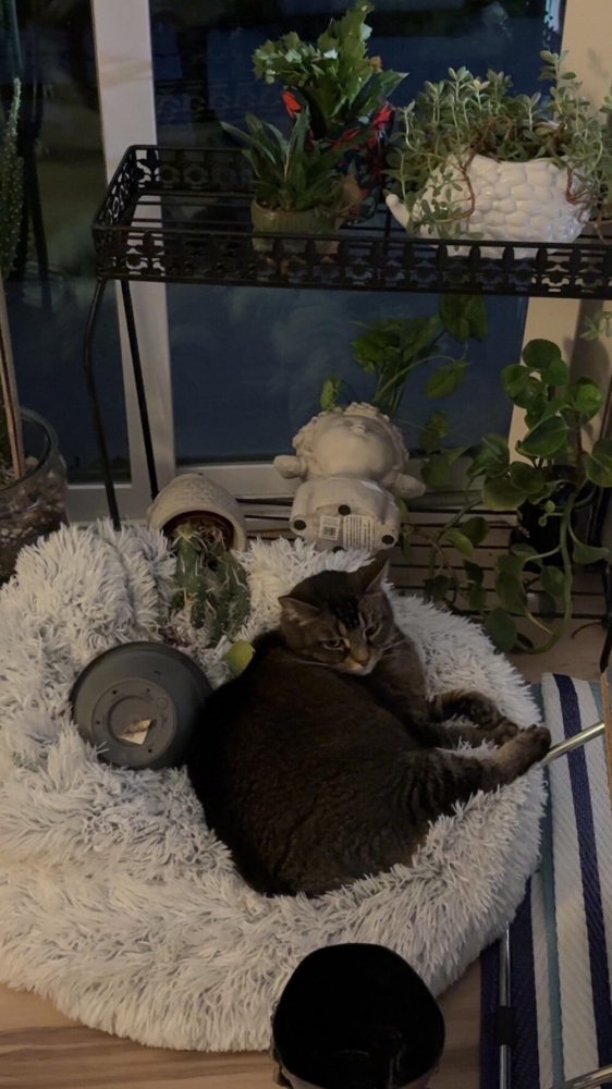 
        20&nbsp;примеров занятий котиков, считающих, что&nbsp;их&nbsp;никто не&nbsp;видит    