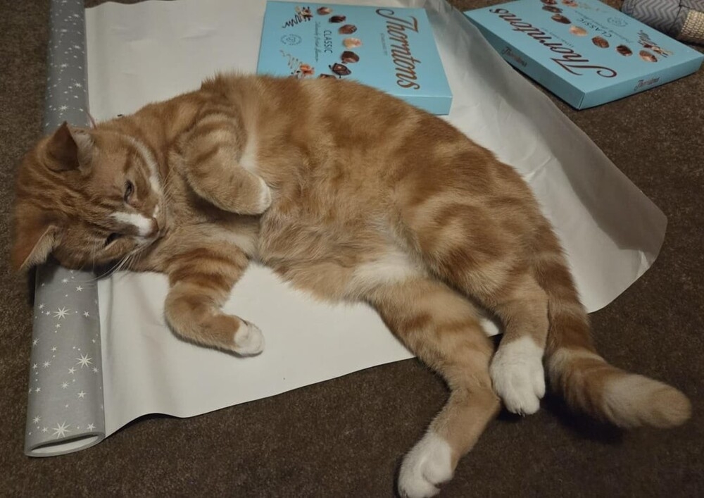 25 котиков, которые следят за дедлайнами и настроением
25 котиков, которые следят за дедлайнами и настроением