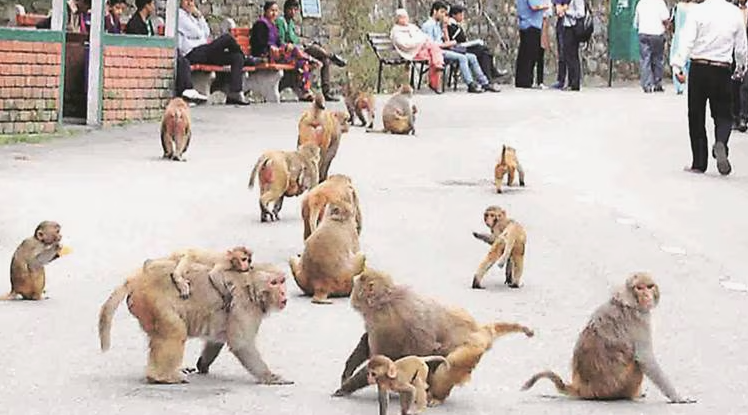 
        Украл, укусил - под&nbsp;арест: как&nbsp;устроена обезьянья тюрьма    