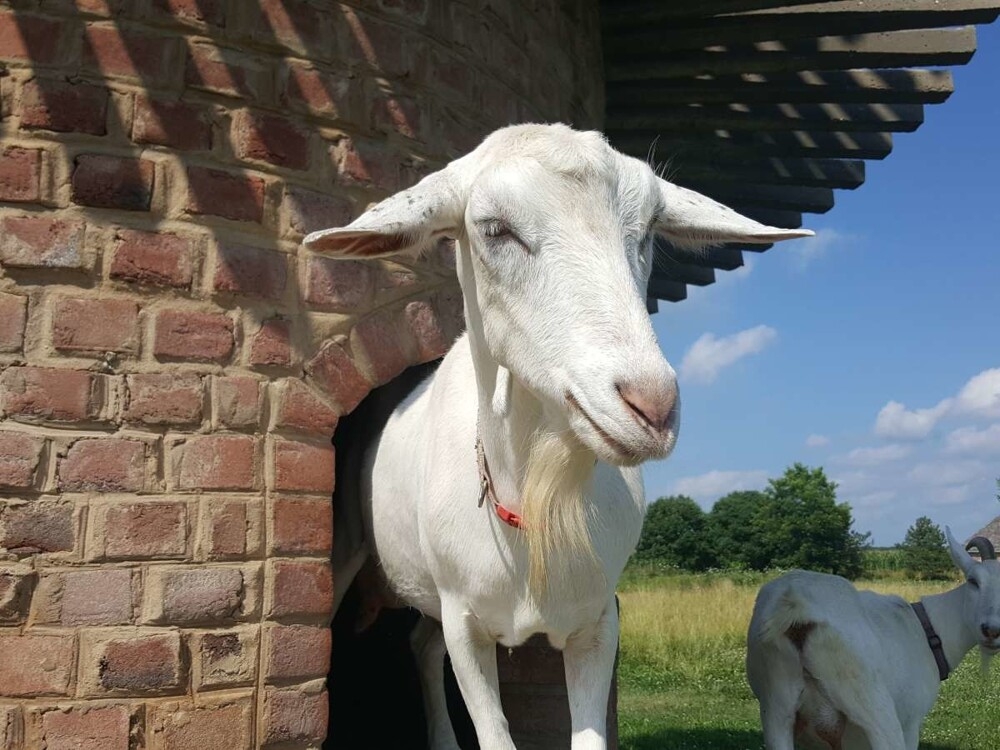 Тайная башня козьей радости в Иллинойсе
Тайная башня козьей радости в Иллинойсе