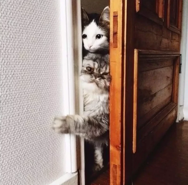 
        20+ хвостатых упрямцев, демонстрирующих разные грани и&nbsp;степени кошачьей настойчивости    