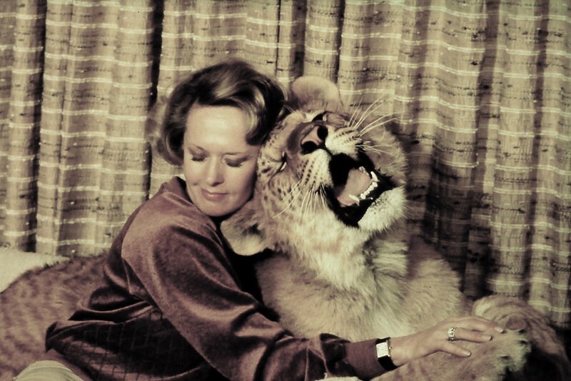 Львиная доля Типпи Хедрен: как муза Хичкока променяла блеск Голливуда на жизнь с хищниками
Львиная доля Типпи Хедрен: как муза Хичкока променяла блеск Голливуда на жизнь с хищниками