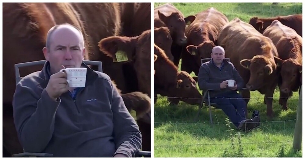 
        Коровы составили компанию хозяину     