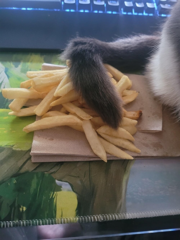 
        25&nbsp;вдохновляющих пушистых помощников, которые властвуют в&nbsp;домах и&nbsp;сердцах    