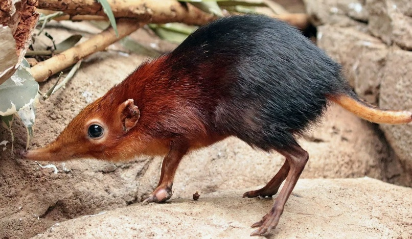 
        Хоботковая собачка: как&nbsp;гены слона изменили жизнь крошечного зверька?    