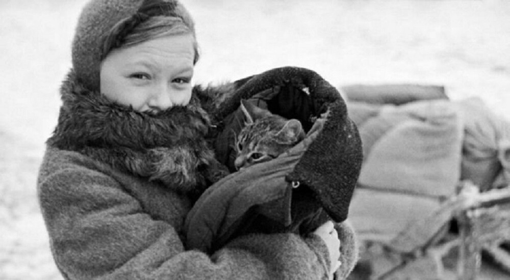 Коты блокадного Ленинграда
Коты блокадного Ленинграда