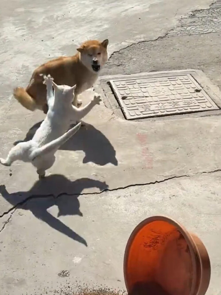 
        20&nbsp;примеров занятий котиков, считающих, что&nbsp;их&nbsp;никто не&nbsp;видит    