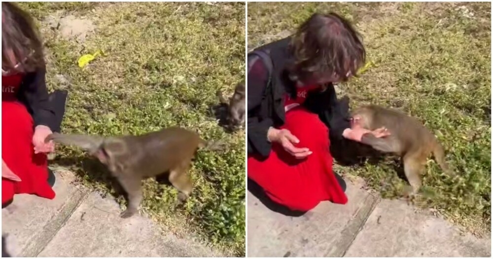 Обезьяна укусила туристку во Вьетнаме
Обезьяна укусила туристку во Вьетнаме