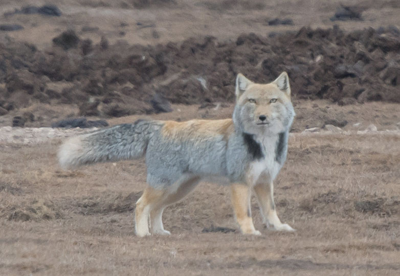 
        Как&nbsp;квадратноголовые лисы кошмарят тибетскую фауну    