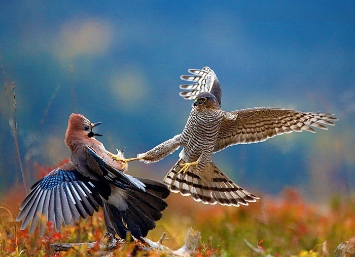 Ястреб-перепелятник: грозный маленький хищник
Ястреб-перепелятник: грозный маленький хищник