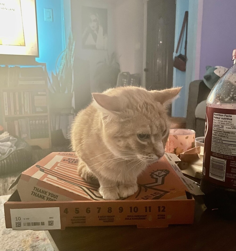 
        25&nbsp;вдохновляющих пушистых помощников, которые властвуют в&nbsp;домах и&nbsp;сердцах    