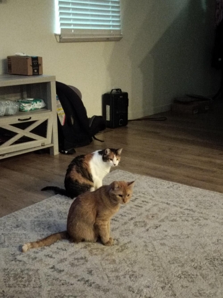 
        20&nbsp;кодов доступа к&nbsp;котонастроениям и&nbsp;которазвлечениям    